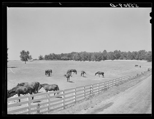 Walnut Hall, horse breeding farm in bluegrass region near Lexington, Kentucky