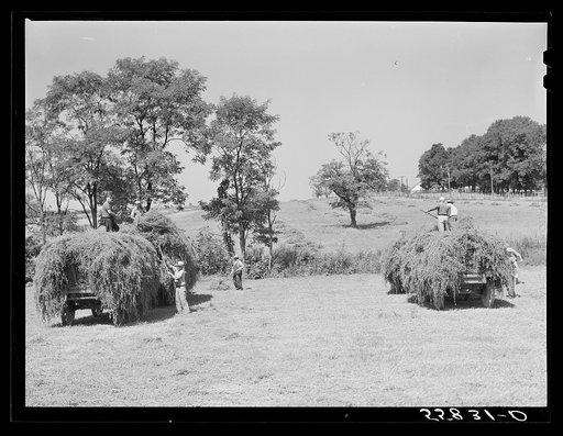 Taking in hay on horse breeding farm near Lexington, Kentucky