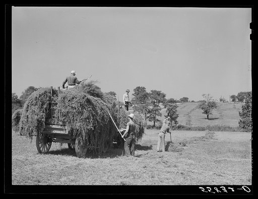 Taking in hay on horse breeding farm near Lexington, Kentucky