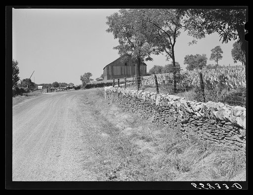 Old stone wall with tobacco and tobacco barn in bluegrass region near Lexington, Kentucky