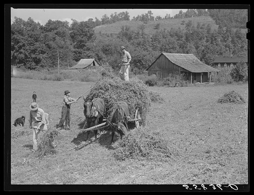Loading hay on Edgar Back's farm. Noctor, Breathitt County, Kentucky. Mr. Back is a FSA (Farm Security Administration) borrower. See general caption number two