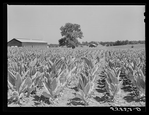 Burley tobacco, usually small and poor crop because of severe drought. Tobacco barn in background on very large farm of Penn Brothers. Near Lexington, Kentucky