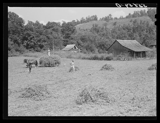 Loading hay on Edgar Back's farm. Noctor, Breathitt County, Kentucky. Mr. Back is a FSA (Farm Security Administration) borrower. See general caption number two