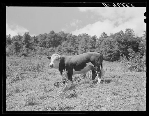 FSA (Farm Security Administration) cooperative bull, community service loan, in Breathitt County, near Jackson, Kentucky. This purebred Hereford bull was purchased by Mr. James H. Russell, FSA borrower, from Rouseau, Kentucky, in April 1939. See general caption number 3