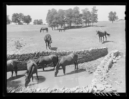 Untitled photo, possibly related to: Walnut Hall, horse breeding farm in bluegrass region near Lexington, Kentucky