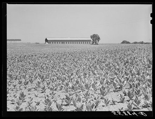 Burley tobacco, unusually small and poor crop because of severe drought. Tobacco barn in background on very large farm of Pennsylvania Brothers.  Near Lexington, Kentucky