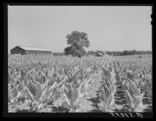 Burley tobacco, unusually small and poor crop because of severe drought. Tobacco barn in background on very large farm of Pennsylvania Brothers.  Near Lexington, Kentucky