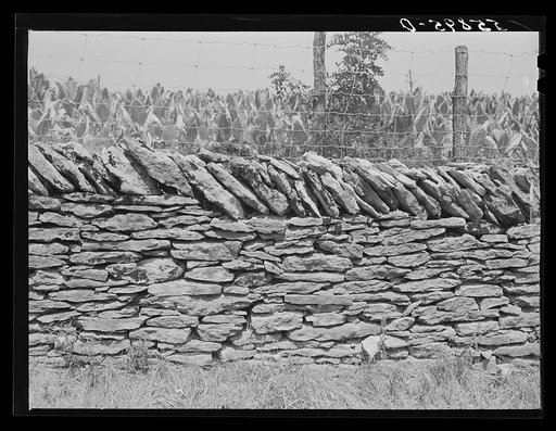Old stone fence with tobacco in background. Near Lexington, Kentucky
