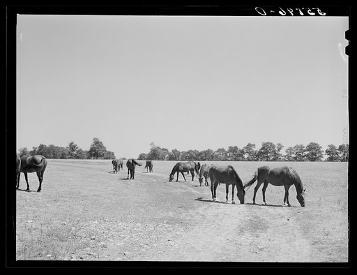 Walnut Hall, horse breeding farm in the bluegrass region near Lexington, Kentucky