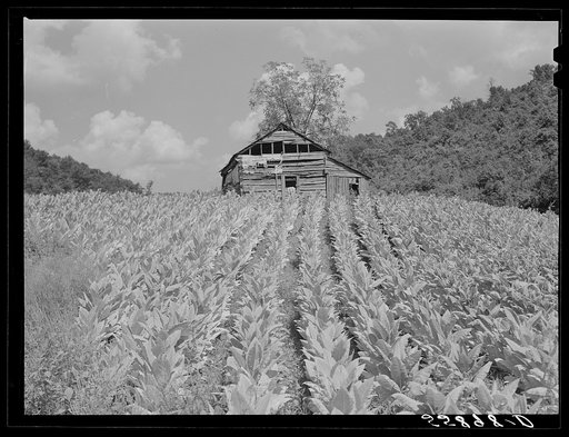 Tobacco on small farm in mountain region between Campton and Jackson, Kentucky