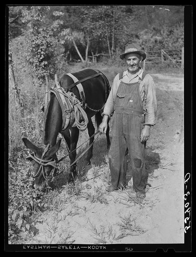 Mountaineer with his mule which is not only the best animal for hard work on hillsides but also better for travel over rought, rocky roads and creek beds. Up Berton's Fork, off Middle Fork of Kentucky River. Breathitt County, Kentucky