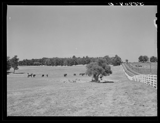 Walnut Hall, horse breeding farm in the bluegrass region near Lexington, Kentucky