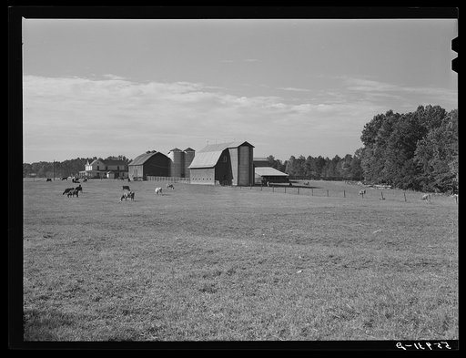 Untitled photo, possibly related to: Dairy farm near Hillsborough. Orange County, North Carolina