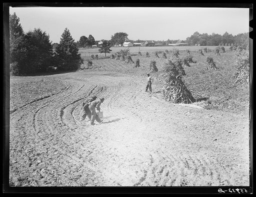 Untitled photo, possibly related to: CCC (Civilian Conservation Corps) boys seeding and preparing a meadow strip for terrace outlet made on property of FSA (Farm Security Administration) borrower E.O. Foster. Caswell County, North Carolina