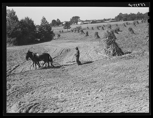 Untitled photo, possibly related to: CCC (Civilian Conservation Corps) boys seeding and preparing a meadow strip for terrace outlet made on property of FSA (Farm Security Administration) borrower E.O. Foster. Caswell County, North Carolina