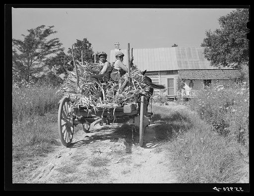 Untitled photo, possibly related to: Family of FSA (Farm Security Administration) borrower bringing in wagon load of corn stalks for fodder. Caswell County, North Carolina