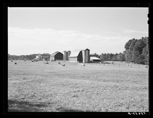Dairy farm near Hillsborough. Orange County, North Carolinaa
