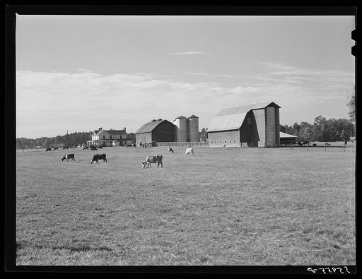 Untitled photo, possibly related to: Dairy farm near Hillsborough. Orange County, North Carolina
