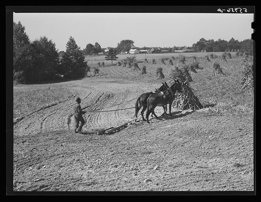 Untitled photo, possibly related to: CCC (Civilian Conservation Corps) boys seeding and preparing a meadow strip for terrace outlet made on property of FSA (Farm Security Administration) borrower E.O. Foster. Caswell County, North Carolina
