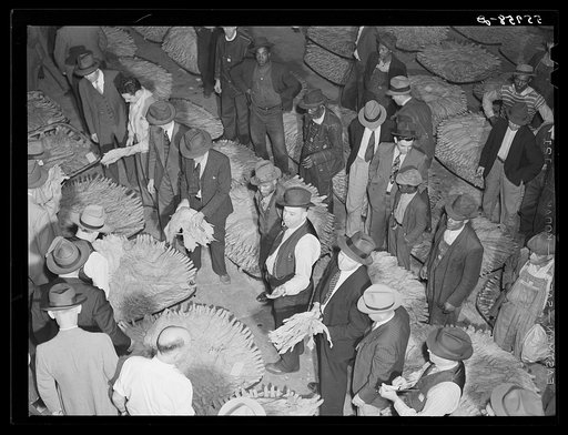 Tobacco auction in warehouse in Danville, Virginia where many Caswell County farmers sell their tobacco at auction. North Carolina