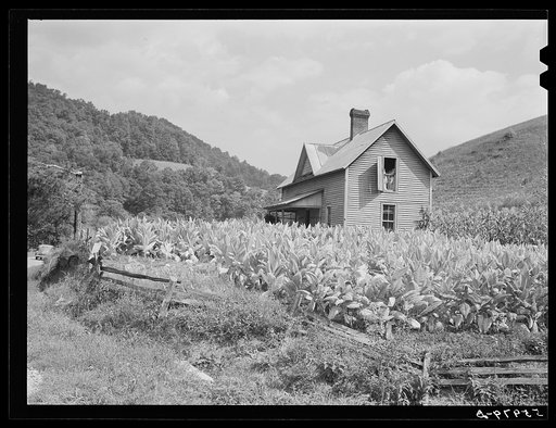 Tobacco around farmhouse and in attic. Northwest of Asheville, North Carolina