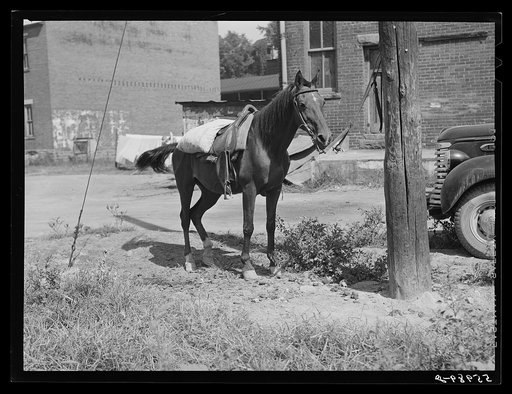 Mountain horse with sack of beans on his saddle. Jackson, Kentucky