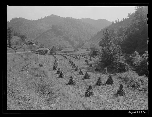 Shocks of corn along highway near Virgie, Kentucky