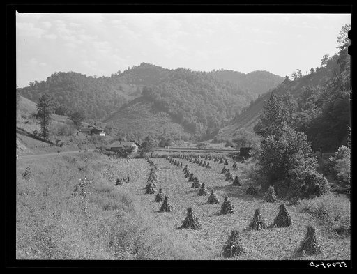 Untitled photo, possibly related to: Shocks of corn along highway near Virgie, Kentucky