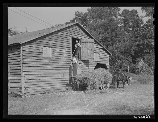 Untitled photo, possibly related to: Negro helper putting peavine hay into barn loft. Mr. J.V. Harris' farm, nine miles south of Chapel Hill on Highway 15. Chatham County, North Carolina