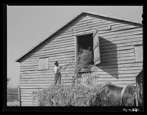 Untitled photo, possibly related to: Negro helper putting peavine hay into barn loft. Mr. J.V. Harris' farm, nine miles south of Chapel Hill on Highway 15. Chatham County, North Carolina