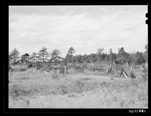 Stacks of wood cut for firing tobacco barns and winter fuel in Caswell County, North Carolina