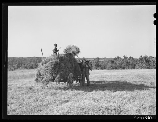 Loading lespedeza hay in Caswell County, North Carolina