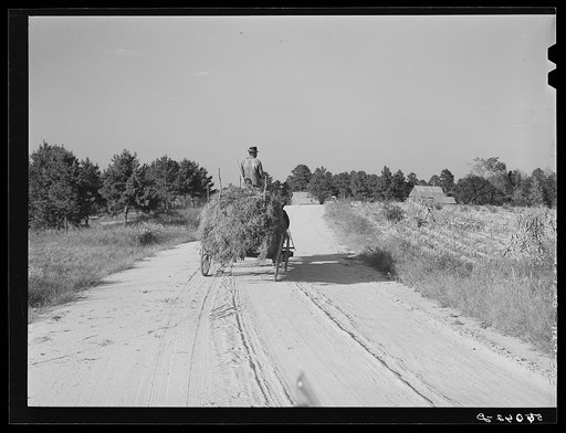 Negro tenant taking in load of lespedeza, a cover crop in Corbett Ridge section. Caswell County, North Carolina