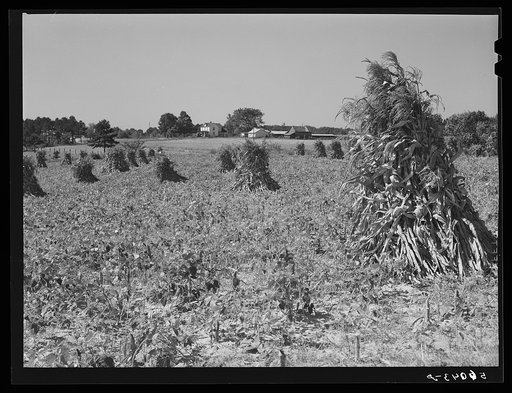 Untitled photo, possibly related to: Shocked corn and home of E.O. Foster, FSA (Farm Security Administration) borrower in Caswell County, North Carolina