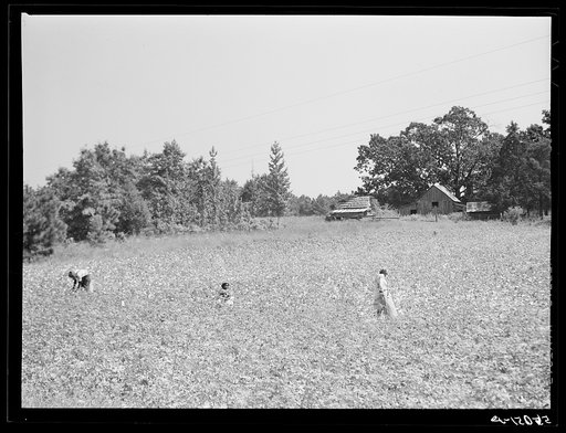Untitled photo, possibly related to: Negro tenants picking cotton. On Highway 15, about seven miles south of Chapel Hill. Chatham County, North Carolina