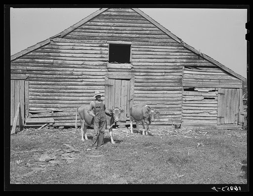 Untitled photo, possibly related to: FSA (Farm Security Administration) borrower with a bull calf purchased with a FSA community co-operative service loan and his two milk cows. Caswell County, North Carolina. Farm of Emery F. Farrar, Prospect Hill