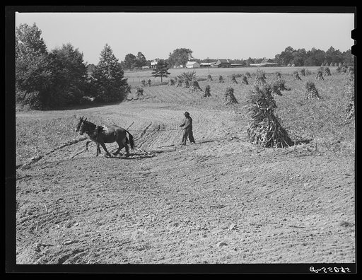 CCC (Civilian Conservatioon Corps) boys seeding and preparing a meadow strip for terrace outlet made on property of FSA (Farm Security Administration) borrower E.O. Foster. Caswell County, North Carolina