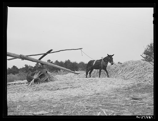 Ginning the cane to make sorghum syrup. Caswell County, North Carolina