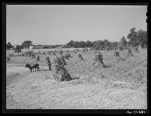 Untitled photo, possibly related to: CCC (Civilian Conservation Corps) boys seeding and preparing a meadow strip for terrace outlet made on property of FSA (Farm Security Administration) borrower E.O. Foster. Caswell County, North Carolina