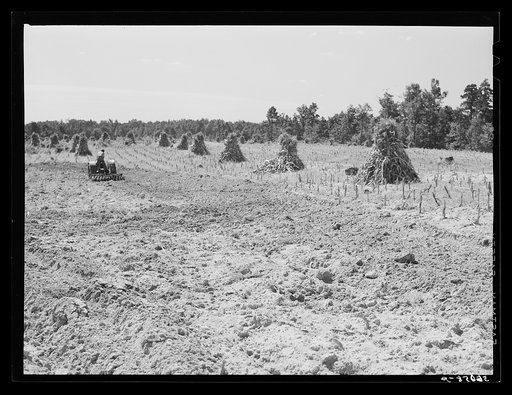 Untitled photo, possibly related to: CCC (Civilian Conservation Corps) boys seeding and preparing a meadow strip for terrace outlet on property of FSA (Farm Security Administration) borrower E.O. Foster. Caswell County, North Carolina