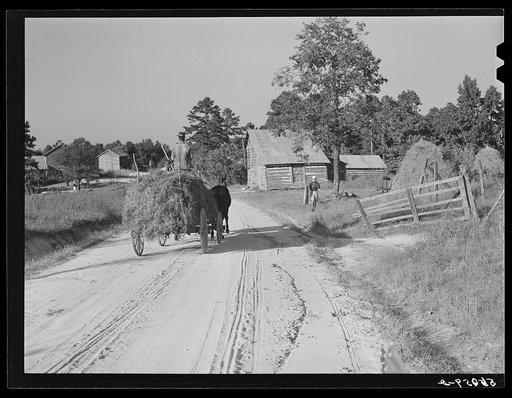 Colored tenant taking in load of lespedeza hay. Caswell County, North Carolina