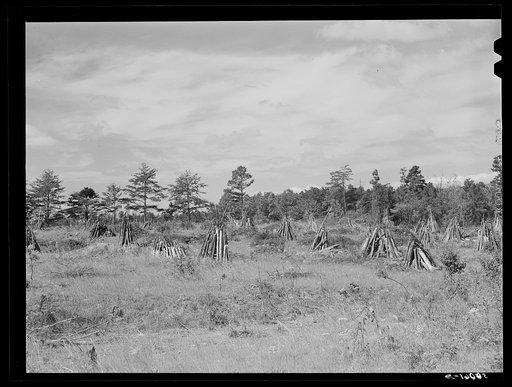 Untitled photo, possibly related to: Stacks of wood cut for firing tobacco barns and winter fuel in Caswell County, North Carolina