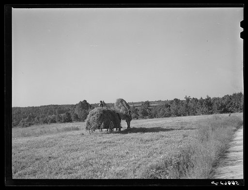 Untitled photo, possibly related to: Loading lespedeza hay in Caswell County, North Carolina