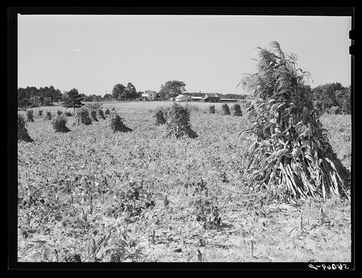 Shocked corn and home of E.O. Foster, FSA (Farm Security Administration) borrower in Caswell County, North Carolina