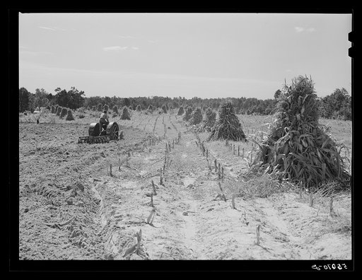 CCC (Civilian Conservation Corps) boys seeding and preparing a meadow strip for terrace outlet on property of FSA (Farm Security Administration) borrower E.O. Foster. Caswell County, North Carolina