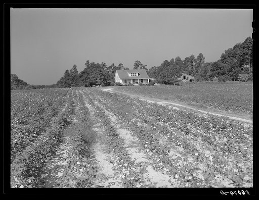J.V. Harris' home and farm with cottonfield. Nine miles south of Chapel Hill on Highway 15. Chatham County, North Carolina