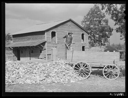 Putting the shucks into the barn for winter use, after cornshucking on Hooper farm, near Hightowers and Prospect Hill. Caswell County, North Carolina