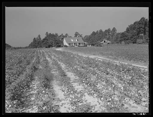 Untitled photo, possibly related to: J.V. Harris' home and farm with cottonfield. Nine miles south of Chapel Hill on Highway 15. Chatham County, North Carolina