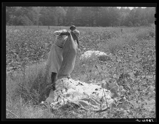 Tenants picking cotton on Highway 15, about seven miles south of Chapel Hill. Chatham County, North Carolina