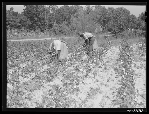 Negro tenants picking cotton on Highway 15 about seven miles south of Chapel Hill. Chatham County, North Carolina